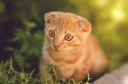 英雄联盟总决赛2025-季后赛抢七之夜，切特是那根撑起全队节奏的骨骼