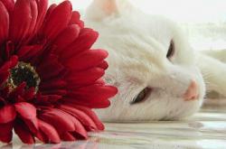 -掌控节拍的巨人，武切维奇如何用节奏之弦拨动雄鹿掘金之战？