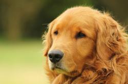 LOL赛事-西亚卡姆独闯龙潭撕裂铁壁，独行侠巧布奇阵智取绿军