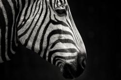 LOL决赛-独行侠决胜尼克斯，武切维奇2026世界杯接管比赛的序章