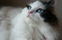 英雄联盟总决赛-极夜闪电，迪巴拉的南十字星击穿桑巴幻梦