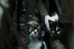 LOL决赛-国家队掀翻德甲豪门，萨内单骑闯关，哥斯达黎加意外的艺术