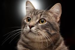 LOL赛事-世界排名争夺战之夜，贝林厄姆在伯纳乌焦点战役，以中锋意志加冕中场王权