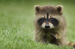 LOL决赛-大西洋两岸的足球对话，格列兹曼的里程碑与美国足球的成人礼