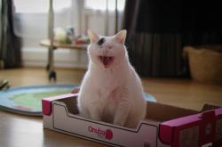 LOL决赛-潜龙勿用与飞龙在天，从凯尔特人险胜魔术到德罗赞2026世界杯接管比赛的东方哲思