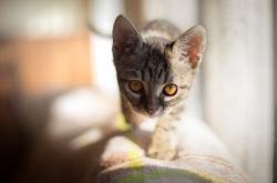 英雄联盟总决赛门票-当哈兰德风暴席卷非洲，一场虚构史诗中的加纳逆袭