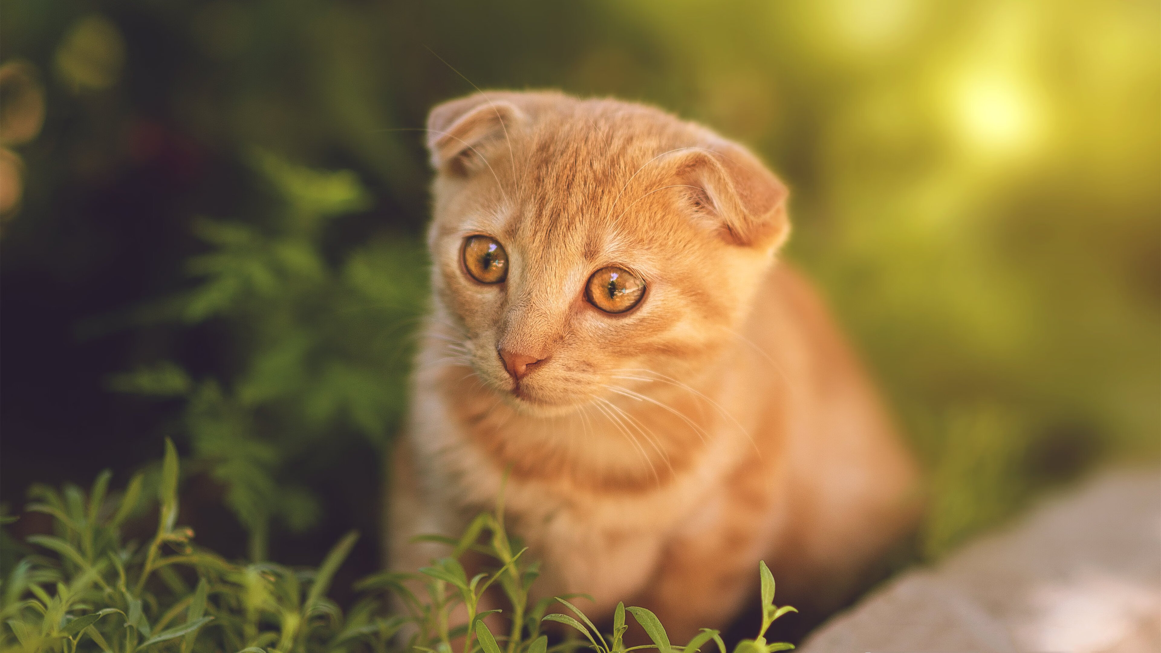 季后赛抢七之夜,切特是那根撑起全队节奏的骨骼