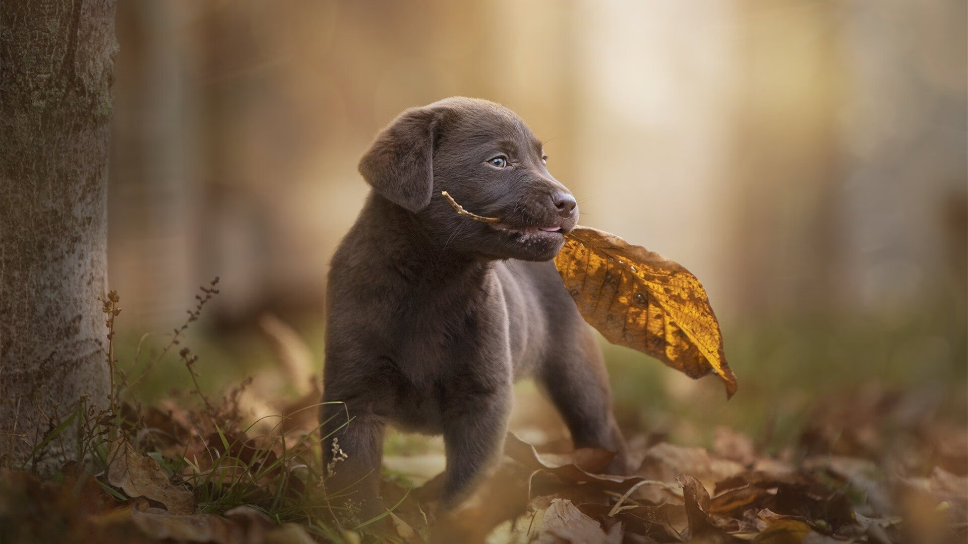 王权更迭之夜，萨城铁血扼杀首都幻梦，希腊怪物撕裂苍穹