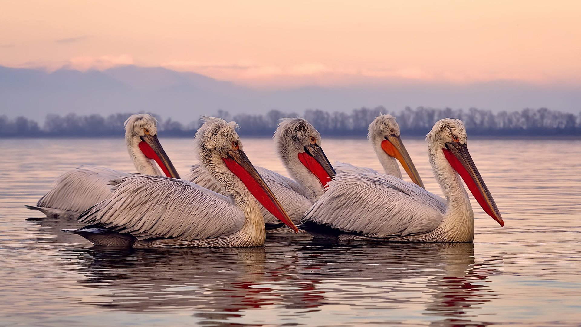 极速与激情，当F1街道赛弯道，遇见湖人通往总冠军的直道