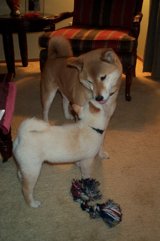 当踏平成为战术，哈利伯顿如何用魔法撕裂广东，书写浙江的征服史诗