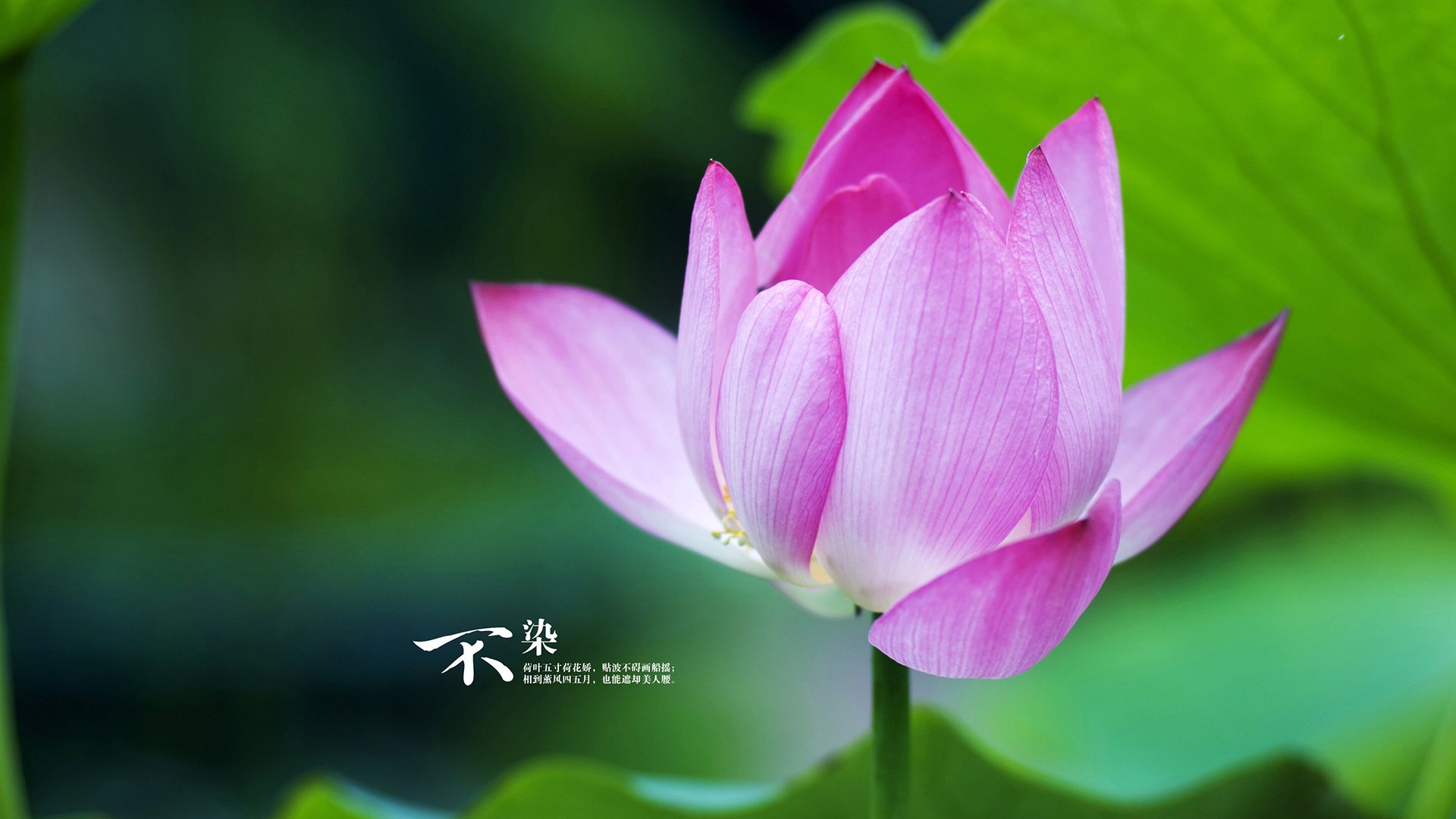 南美之心对阵斑马军团,恩佐·费尔南德斯上演教科书式足球智慧