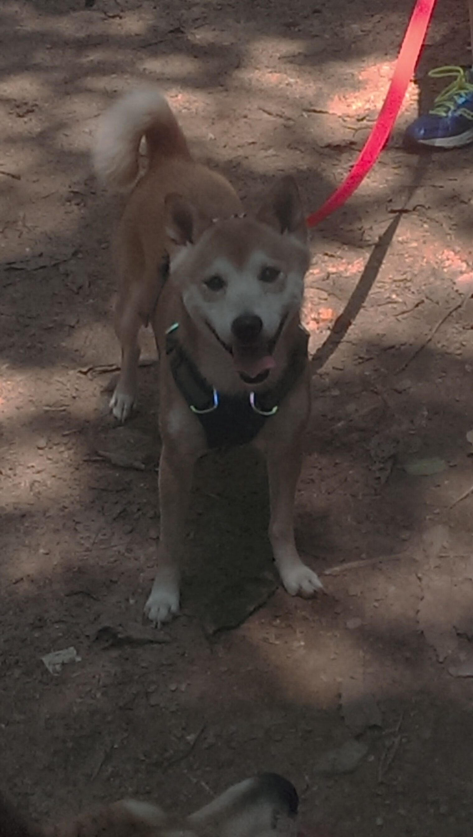 赛道与赛场,当引擎轰鸣遇见脚步轰鸣