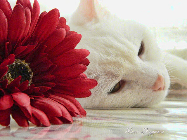 新王当立！萨卡一剑封喉，里昂斩落皇家社会燃爆法兰西球场