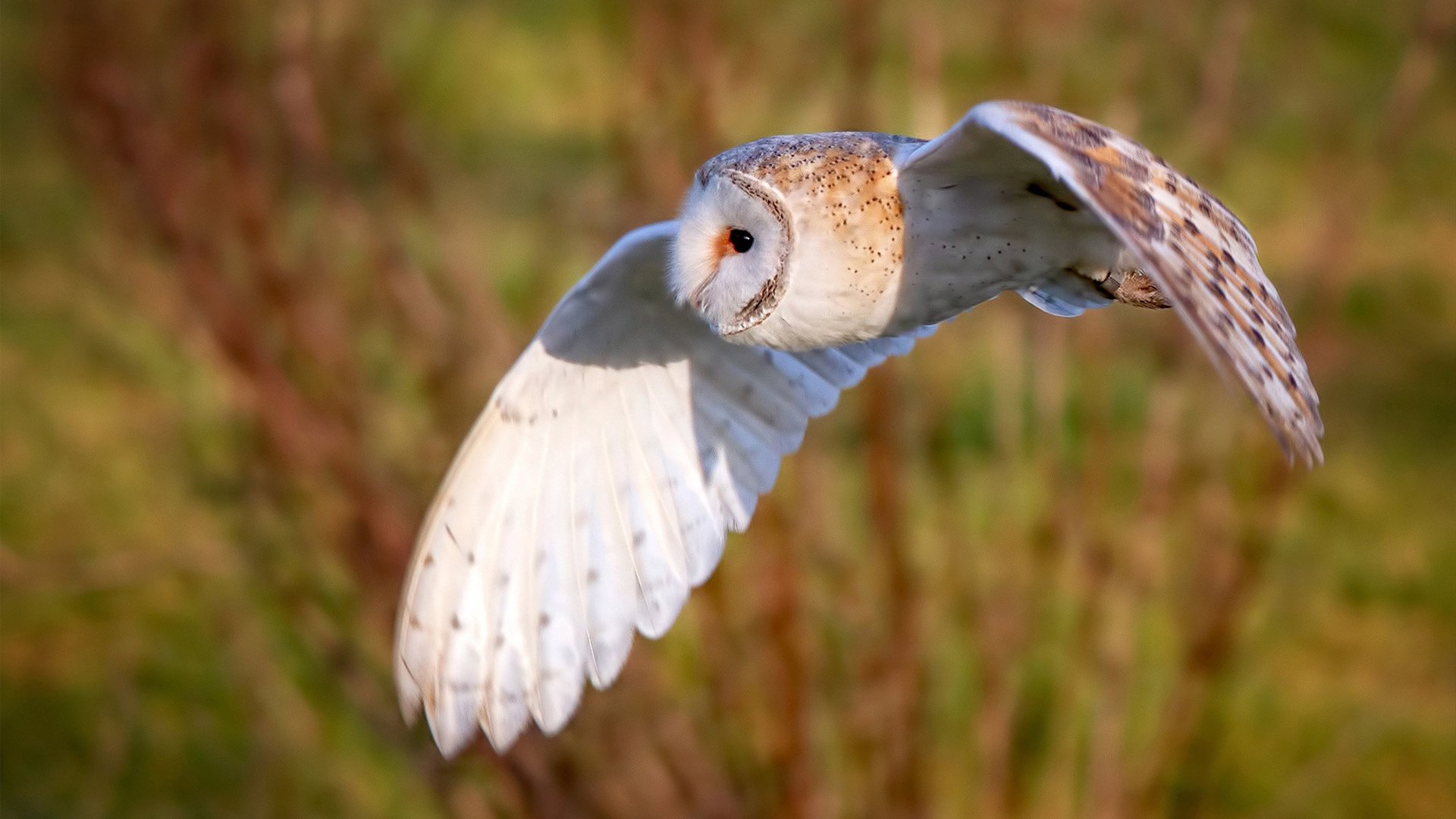 总决赛冷面刺客，利拉德的稳定输出书写伟大传承
