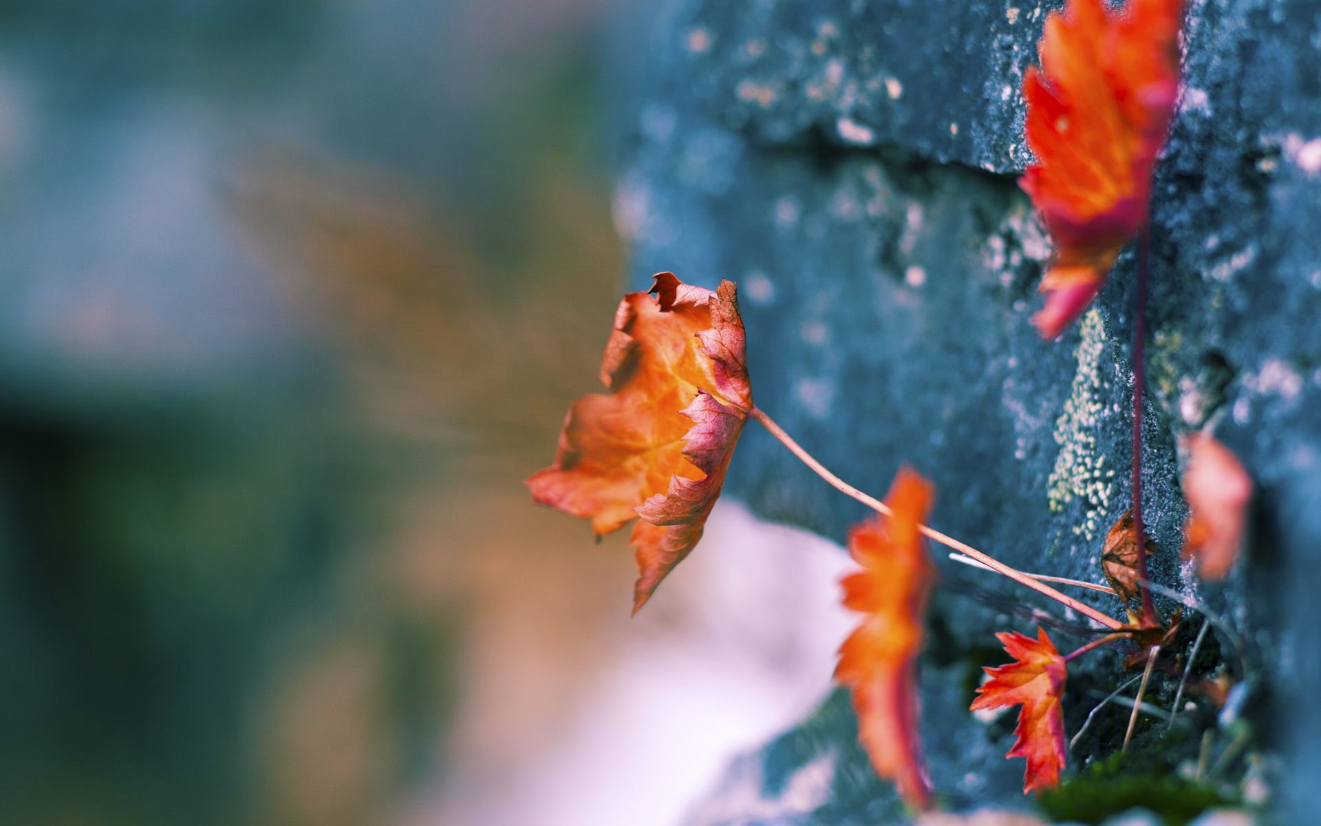 黑马狂啸，当瑞士钟表为洪都拉斯飓风停摆