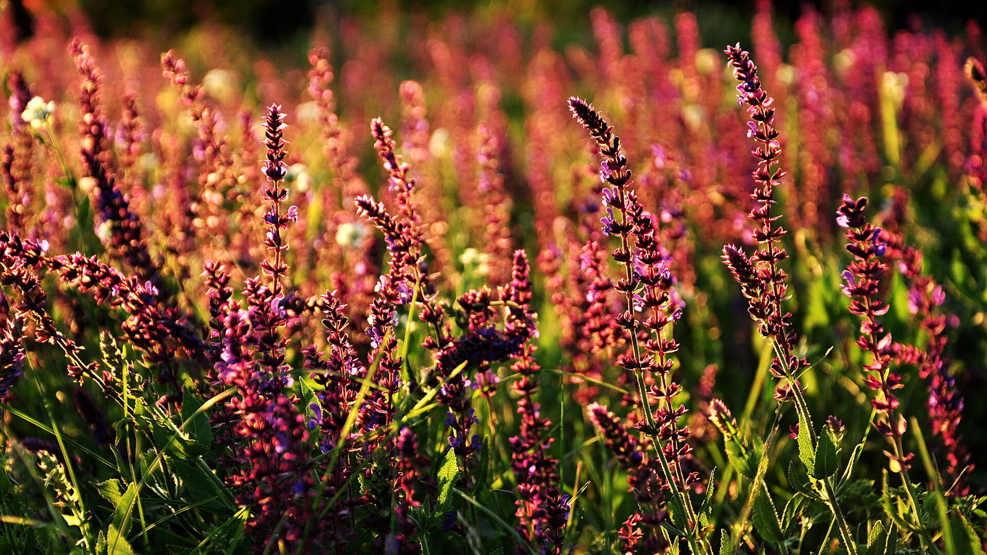 焦点对决,武切维奇大场面认证之战,湖人对阵老鹰他已成全场核心