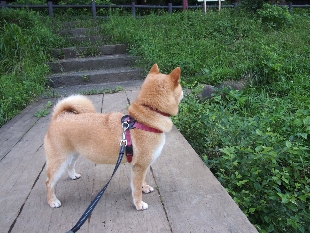 跨界传奇,杰伦格林欧冠决赛接管比赛,开拓者险胜篮网获灵感