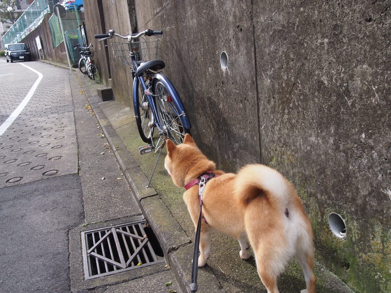帕尔默利刃出鞘无争议，巴西战术巨网全面压制安哥拉