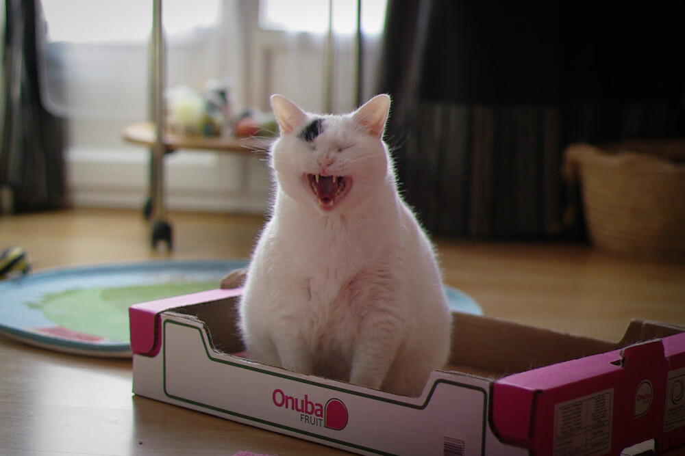 潜龙勿用与飞龙在天,从凯尔特人险胜魔术到德罗赞2026世界杯接管比赛的东方哲思