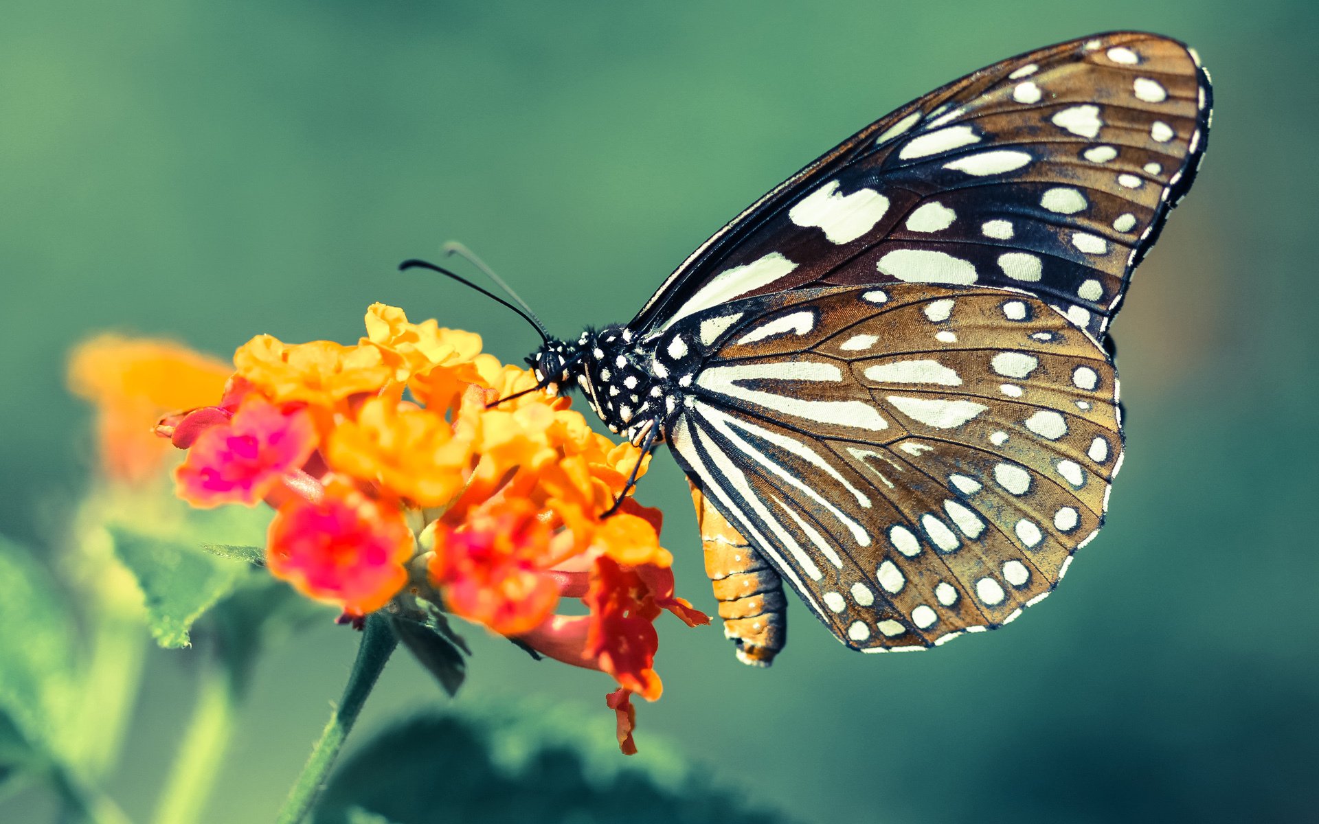 跨越洲际的友谊赛，尤文图斯险胜牙买加国家队，凯塞多绝杀成关键先生