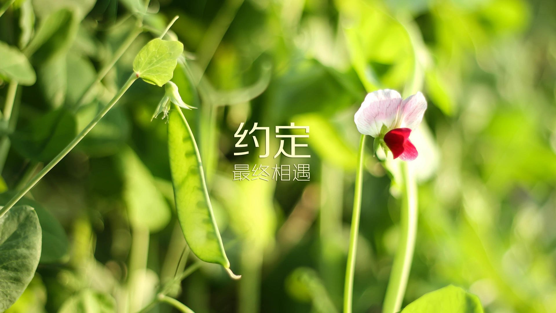 铁壁穿石,福登灵光一现,乌兹别克斯坦在2026世界杯E组爆冷折戟瑞士