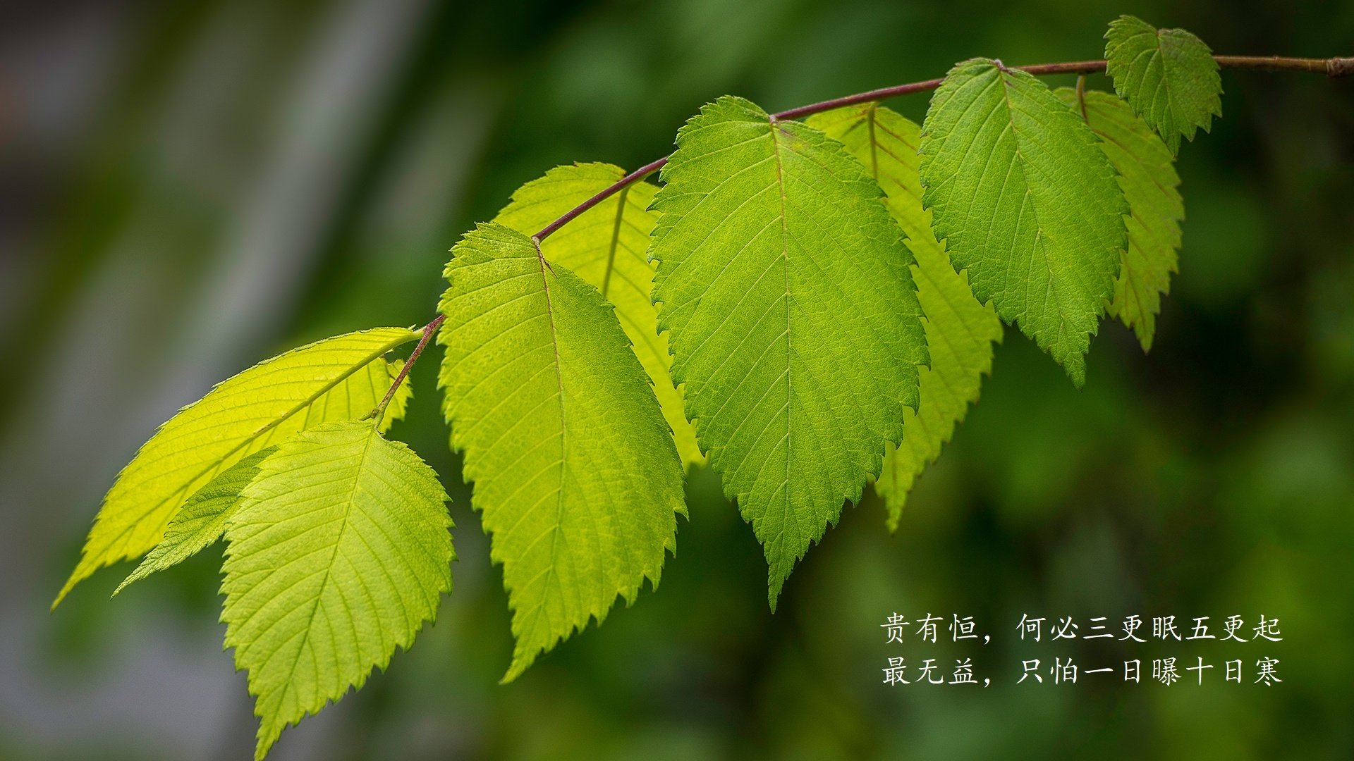 孤星闪耀,坎塞洛的铁血指挥与罗马尼亚的完胜之夜—2026世界杯C组生死战启示录